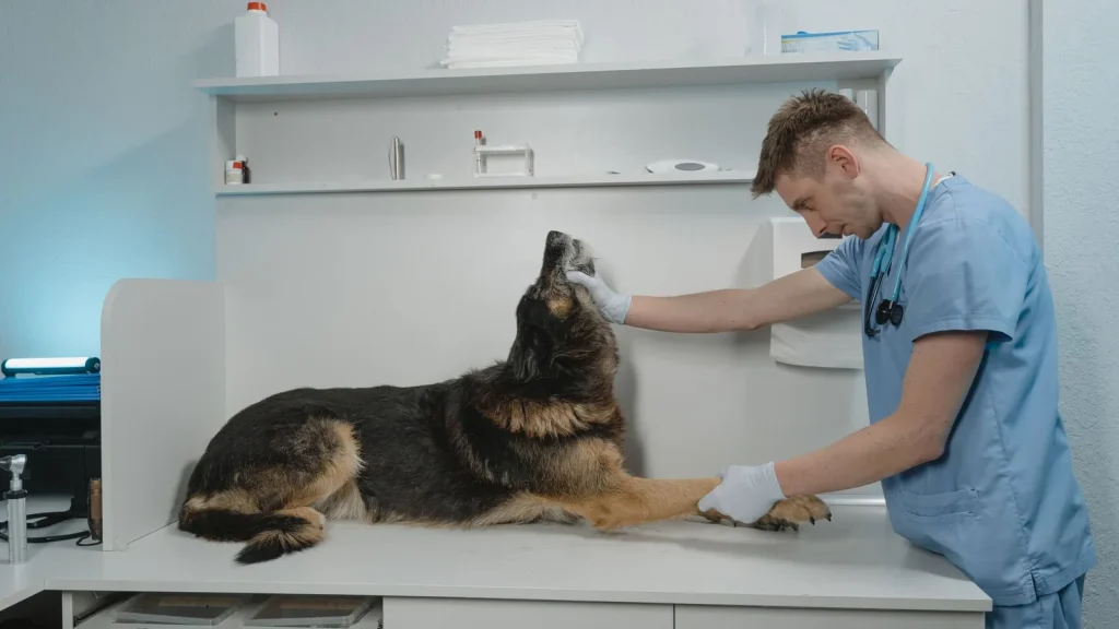Veterinario examinando un perro en una clínica, contexto de los resultados de CVS Group
