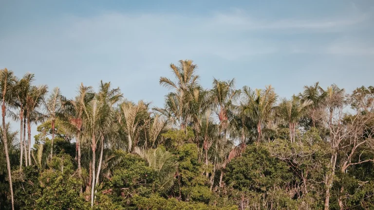 Mombak busca 150 millones para reforestar la Amazonia y suma a Salesforce como comprador de carbono